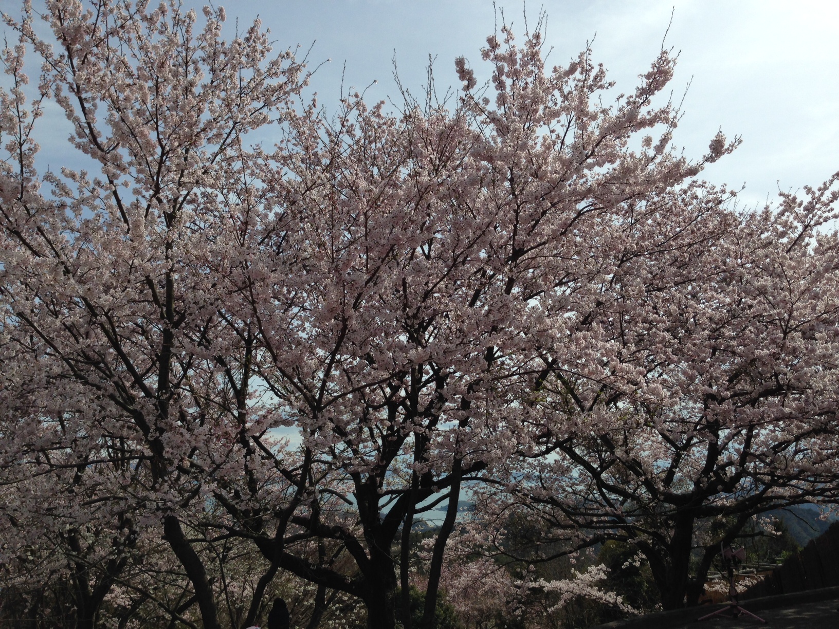 2016桜.JPG