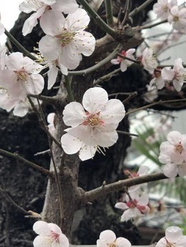 桜2.jpg