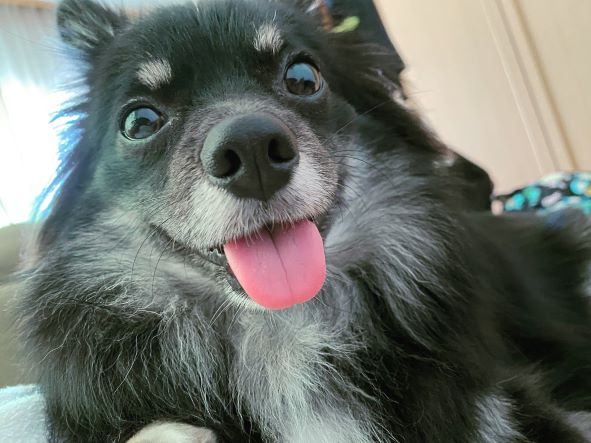 笑う犬.jpg