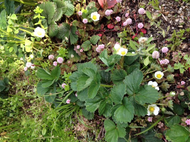 20150424イチゴ.JPG