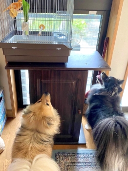 犬と鳥.jpgのサムネール画像のサムネール画像