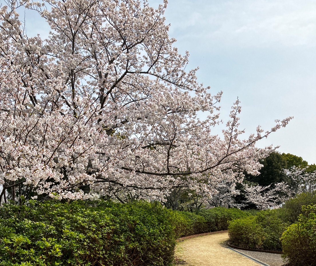 sakura.jpg